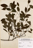 藏品(檀香)的圖片